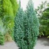 Chamaecyparis l. 'Ellwoodii' - Kontejner 1 l