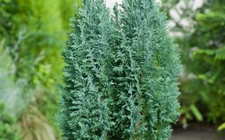 Chamaecyparis l. 'Ellwoodii'