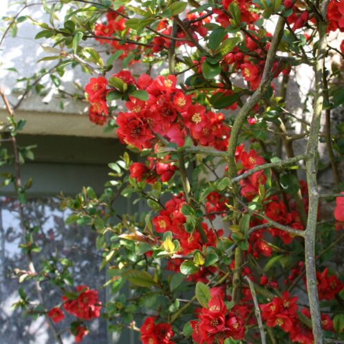 Chaenomeles superba 'Fire Dance' 20–30 cm, červený - Obrázek 1