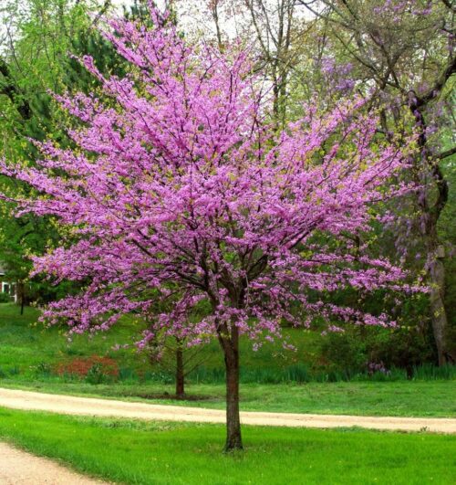 Cercis canadensis 100–120 - Obrázek 1