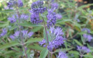 Caryopteris cland. 'Kew Blue', v. 20–30 cm