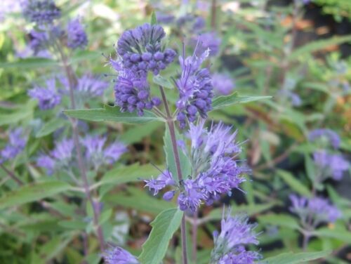 Caryopteris cland. 'Kew Blue', v. 20–30 cm - Obrázek 1