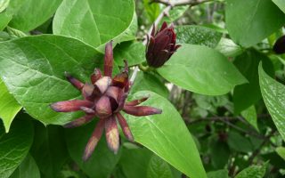 Calycanthus fertilis 40–50 cm