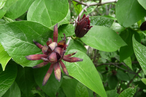 Calycanthus fertilis 40–50 cm - Obrázek 1