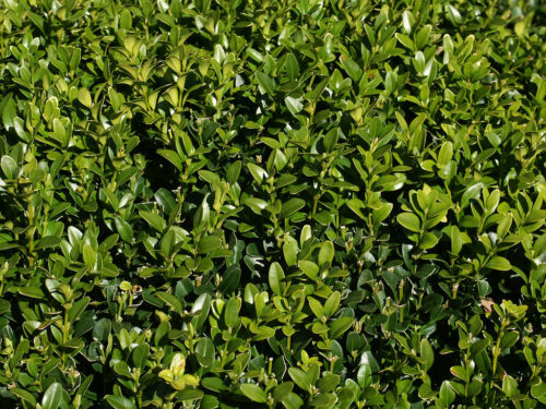 Buxus sempervirens 20–25 cm - Image 1