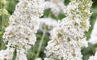 Buddleja davidii 'White Profusion'