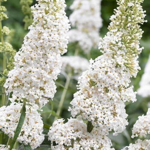 Buddleja davidii 'White Profusion' - Image 1