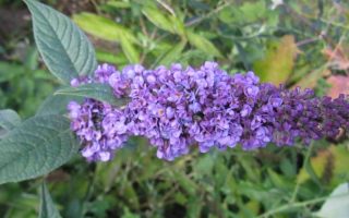 Buddleja davidii 'Lilac Turtle' © , 20–30 cm, zakrslý růst