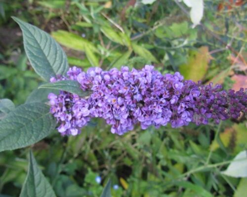 Buddleja davidii 'Lilac Turtle' © , 20–30 cm, zakrslý růst - Obrázek 1