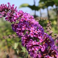 Buddleja davidii 'Border Beauty'
