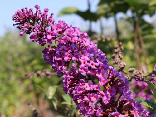 Buddleja davidii 'Border Beauty' - Image 1