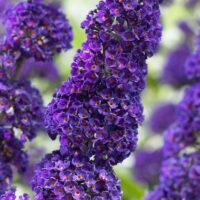 Buddleja davidii 'Black Knight'