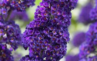 Buddleja davidii 'Black Knight'
