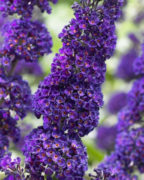 Buddleja davidii 'Black Knight' - Obrázek 1
