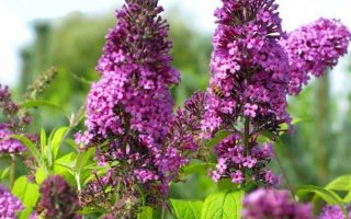 Buddleja dav. 'Moonshine' 20–30 cm růžová