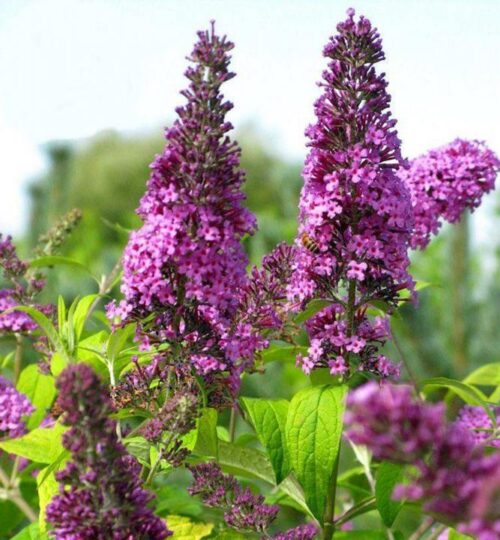 Buddleja dav. 'Moonshine' 20–30 cm růžová - Obrázek 1