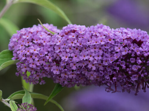 Buddleja dav. 'Ile de France', v. 20–30 - Obrázek 1