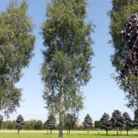 Betula pendula 'Laciniata' 125–150 cm