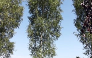 Betula pendula 'Laciniata' 125–150 cm
