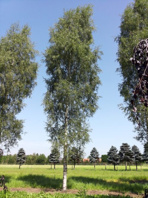 Betula pendula 'Laciniata' 125–150 cm - Obrázek 1