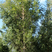 Betula pendula 'Fastigiata' 125–150 cm