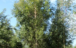 Betula pendula 'Fastigiata' 125–150 cm