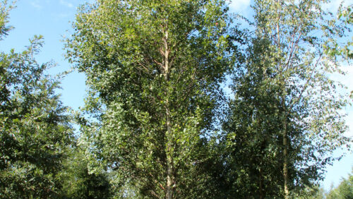 Betula pendula 'Fastigiata' 125–150 cm - Obrázek 1