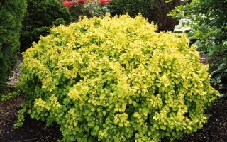 Berberis thunbergii 'Tiny Gold'®