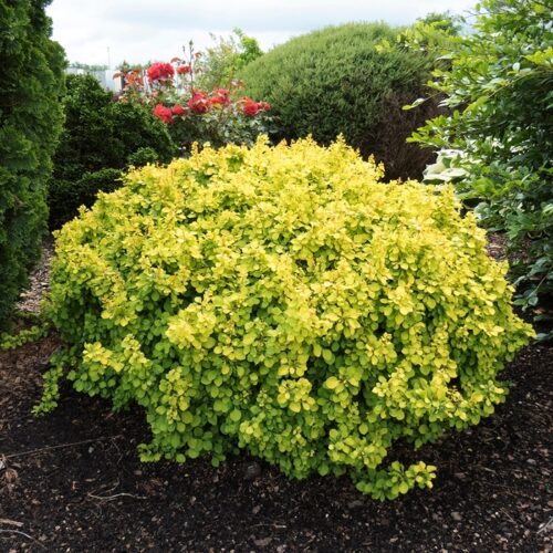 Berberis thunbergii 'Tiny Gold'® - Image 1