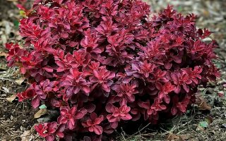 BERBERIS THUNBERGII 'Fire Ball'®, 15–20 cm
