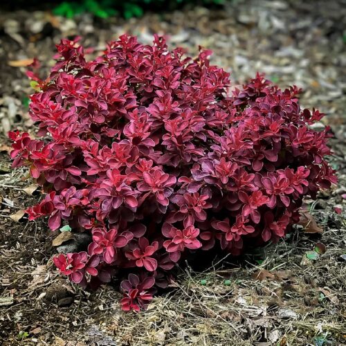 BERBERIS THUNBERGII 'Fire Ball'®, 15–20 cm - Obrázek 1