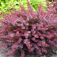 Berberis thunb. 'Dart s Red Lady' 20–30 cm