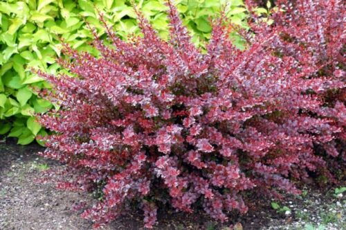 Berberis thunb. 'Dart s Red Lady' 20–30 cm - Obrázek 1