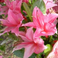 Azalea (V) 'Rosata' 30–40 cm, růžová