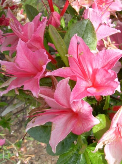 Azalea (V) 'Rosata' 30–40 cm, růžová - Obrázek 1