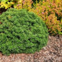 Abies koreana 'Cis' 10–15 cm