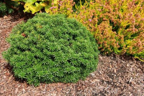 Abies koreana 'Cis' 10–15 cm - Obrázek 1
