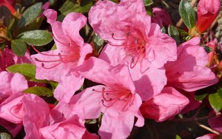 Azalea (J) 'Mad. van Hecke' 60 KM růžová