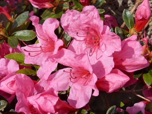Azalea (J) 'Mad. van Hecke' 60 KM růžová - Obrázek 1