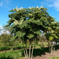 Aralia elata 40cm