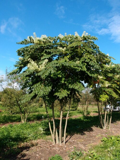 Aralia elata 40cm - Obrázek 1