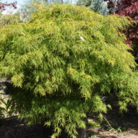 Acer palm. 'Viridis' 100–125 cm