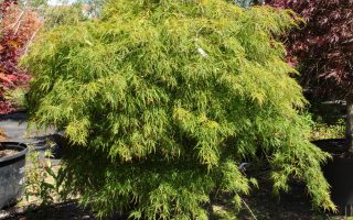 Acer palm. 'Viridis' 100–125 cm