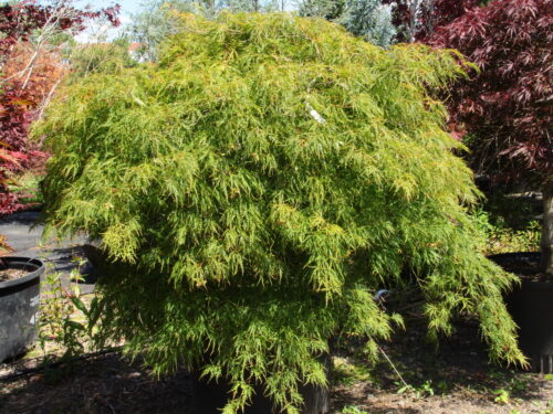 Acer palm. 'Viridis' 100–125 cm - Obrázek 1