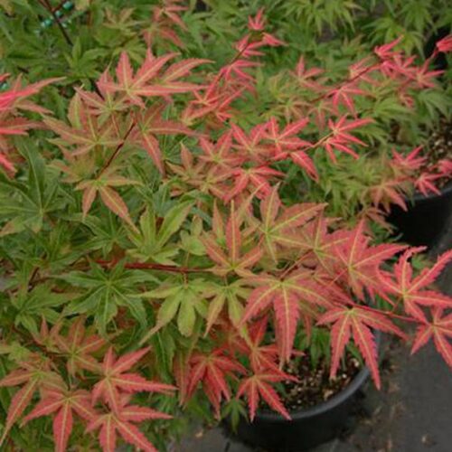 Acer palm. 'Phoenix' 30–40 cm - Obrázek 1