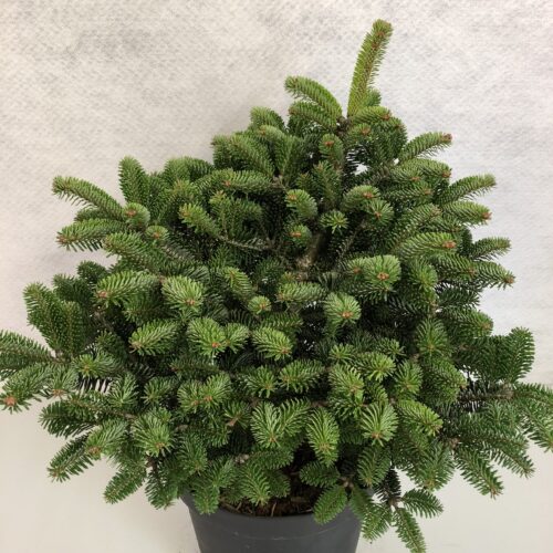 Abies nordmanniana 'Dobřichovice' - Obrázek 1