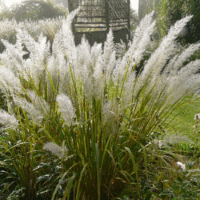 Calamagrostis brachytricha K11x11