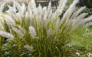 Calamagrostis brachytricha 9x9x8