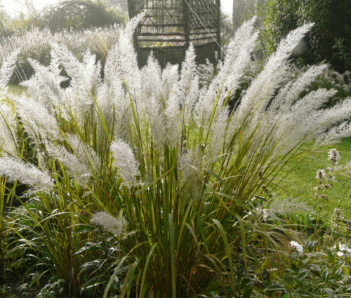 Calamagrostis brachytricha K11x11 - Obrázek 1