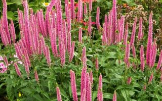 Veronica longifolia ‘First Love’ K11x11